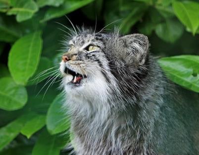 世界上最强悍的猫 世界上最强悍的猫