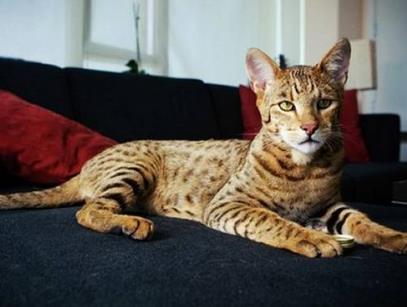 世界上最强悍的猫 世界上最强悍的猫