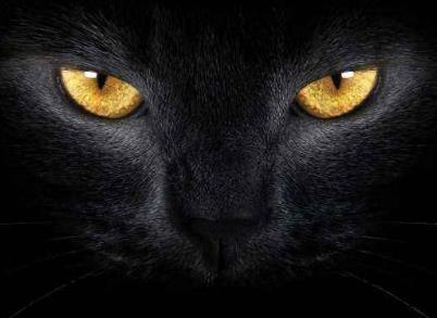 为什么不让猫接触死人 为什么不让猫接触死人