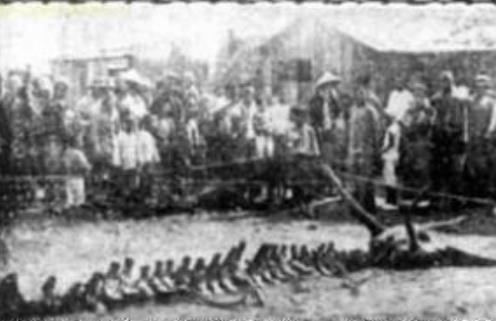 昆仑山真龙现身 昆仑山真龙现身