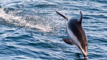 世界上已灭绝的可爱的动物 世界上已灭绝的可爱的动物