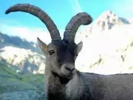 世界上已灭绝的可爱的动物 世界上已灭绝的可爱的动物