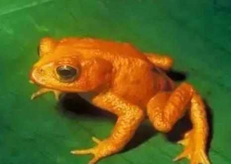 世界上已灭绝的可爱的动物 世界上已灭绝的可爱的动物