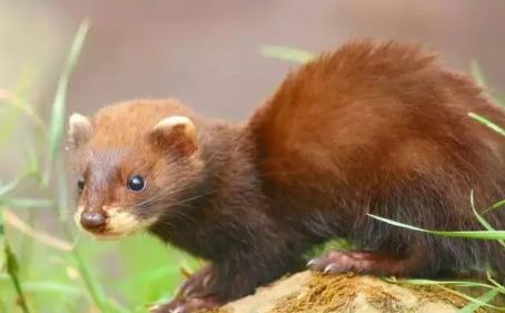 世界上已灭绝的可爱的动物 世界上已灭绝的可爱的动物