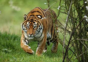 世界上已灭绝的可爱的动物