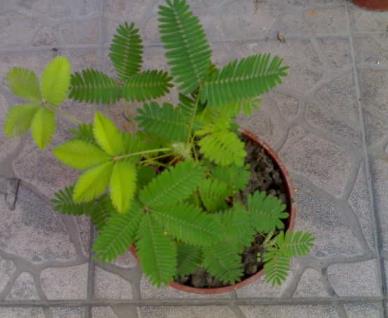 这几种植物每家都有但不要放在室内 这几种植物每家都有但不要放在室内