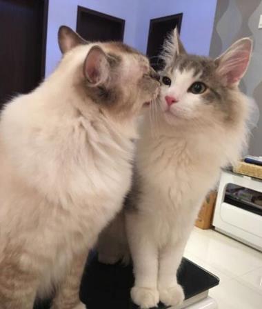 挪威森林猫 挪威森林猫