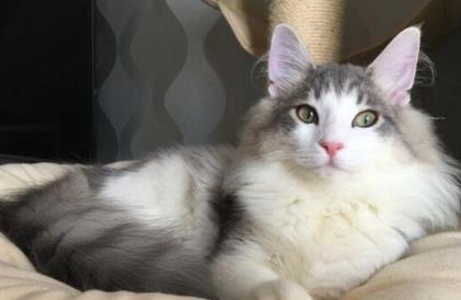 挪威森林猫 挪威森林猫