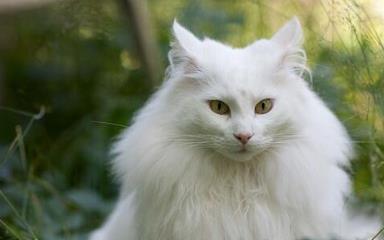 挪威森林猫 挪威森林猫