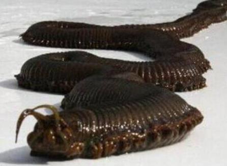 世界上最恶心的动物 世界上最恶心的动物