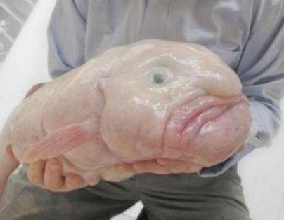 世界上最恶心的动物 世界上最恶心的动物