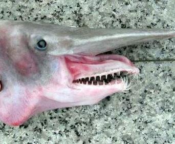 世界上最恶心的动物 世界上最恶心的动物