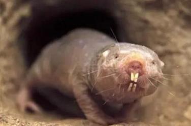 世界上最恶心的动物 世界上最恶心的动物