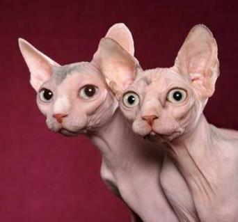 世界上最恶心的动物 世界上最恶心的动物