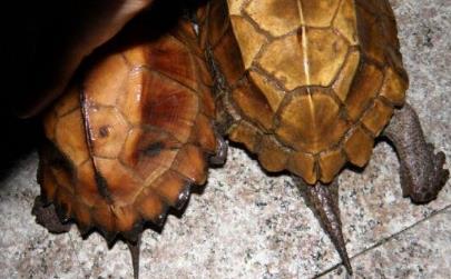 乌龟怎么分辨公母 乌龟怎么分辨公母