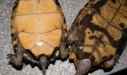 乌龟怎么分辨公母 乌龟怎么分辨公母