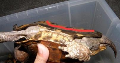 乌龟怎么分辨公母 乌龟怎么分辨公母