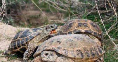 乌龟怎么分辨公母 乌龟怎么分辨公母