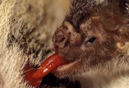 吸血蝙蝠一生居然可以喝这么多血