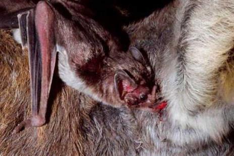 吸血蝙蝠一生居然可以喝这么多血