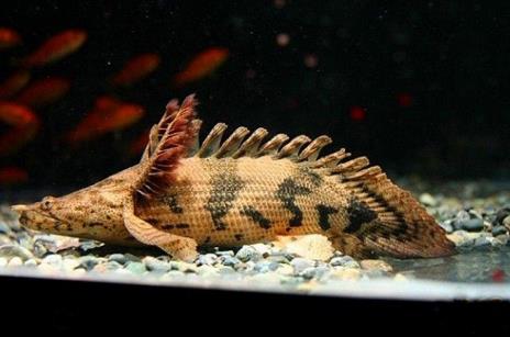 世界上最受欢迎的恐龙鱼 世界上最受欢迎的恐龙鱼