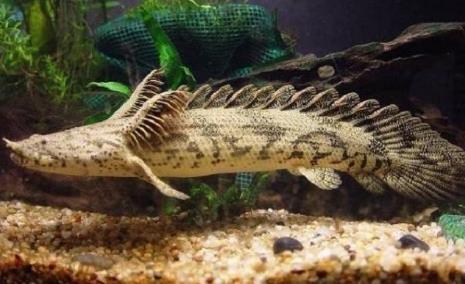 世界上最受欢迎的恐龙鱼 世界上最受欢迎的恐龙鱼