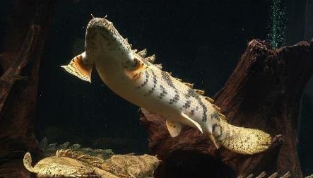 世界上最受欢迎的恐龙鱼 世界上最受欢迎的恐龙鱼