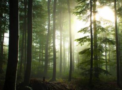 海明威真正死因