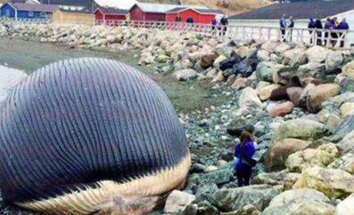 鲸鱼为什么会爆炸