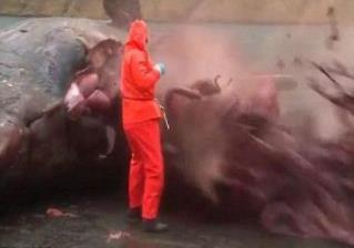 鲸鱼为什么会爆炸