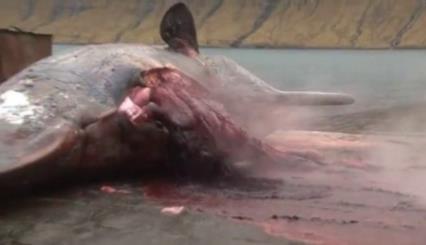 鲸鱼为什么会爆炸