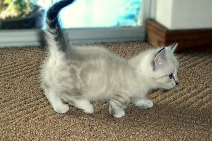 世界上最可爱最萌的猫