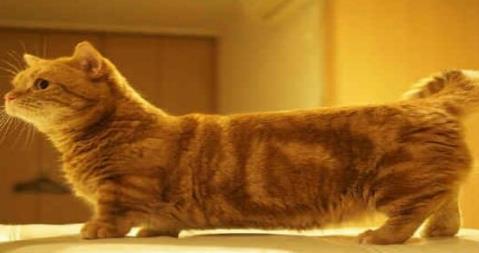 世界上最可爱最萌的猫