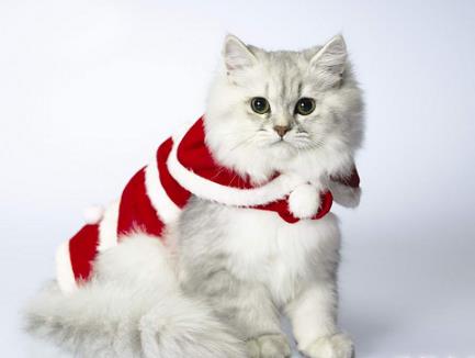 世界上最大的猫