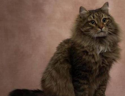 世界上最大的猫