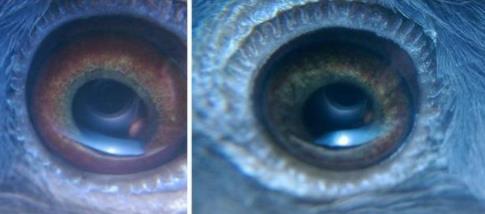 世界上真的有阴阳眼吗 世界上真的有阴阳眼吗