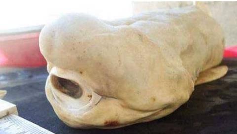 这只鲨鱼居然只有一只眼睛 这只鲨鱼居然只有一只眼睛