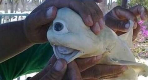 这只鲨鱼居然只有一只眼睛 这只鲨鱼居然只有一只眼睛