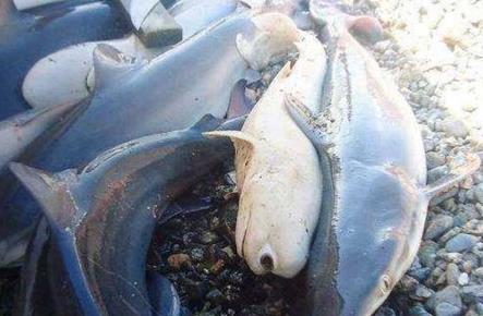 这只鲨鱼居然只有一只眼睛 这只鲨鱼居然只有一只眼睛