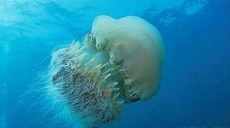 盘点世界上最大的水母