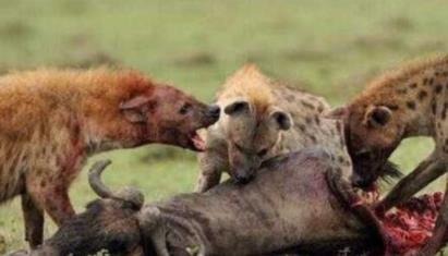 鬣狗为什么喜欢掏肠 鬣狗为什么喜欢掏肠