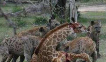 鬣狗为什么喜欢掏肠 鬣狗为什么喜欢掏肠