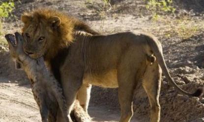 狮子为什么不吃鬣狗