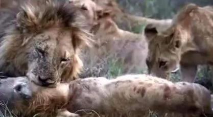 狮子为什么不吃鬣狗