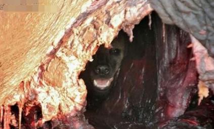 狮子为什么不吃鬣狗