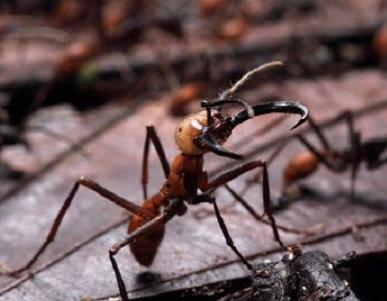 蚂蚁中的董存瑞