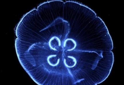 全世界唯一长生不老的生物 全世界唯一长生不老的生物