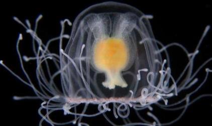 全世界唯一长生不老的生物 全世界唯一长生不老的生物