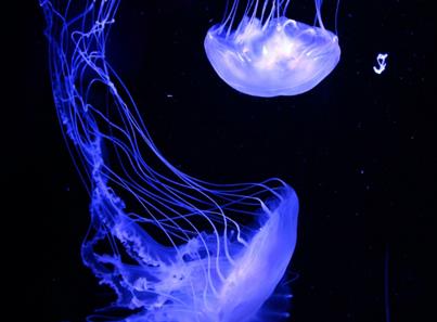 全世界唯一长生不老的生物:灯塔水母可以在家养吗
