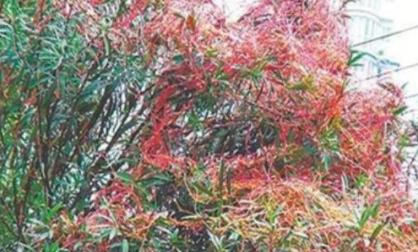 世界上最恐怖的树